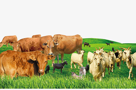 反芻飼料解決方案